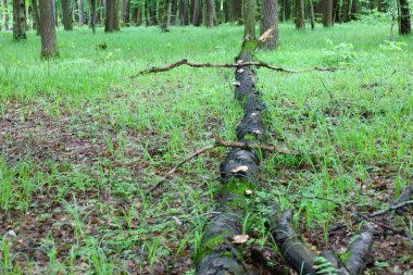 Ormandaki yeşil çimlerin arasında, yosun ve mantarlarla kaplı devrilmiş bir ağaç yatıyor. Çürümenin doğal süreci organik bir sahne yaratır..