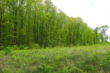 Yeşil çayır, yoğun yeşilliklerle dolu uzun bir ormana dönüşerek boşluk ve tazelik hissi yaratıyor. Doğal manzara sükunetle doludur..