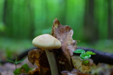 Yeşil arka planda kuru yaprakların yanında kremalı kapaklı küçük bir mantar yetişiyor. Makro çekim mantarın detaylarını vurguluyor..