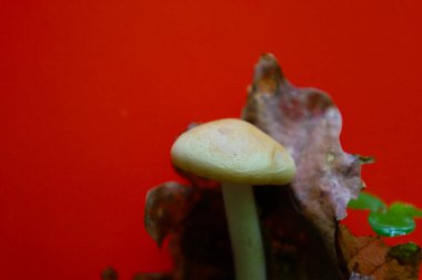 Kremalı kapaklı küçük bir mantar canlı kırmızı arka planda kuru yaprakların yanında yetişir. Makro çekim, mantarın detaylarını ve arkaplanla arasındaki kontrastı vurgular..