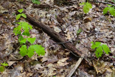 Genç filizler dökülen yaprakların arka planında ortaya çıkar ve düşen kütükler doğal cazibe katar. Orman yapısı sessiz bir güzellik yayıyor..