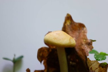 Düşen yapraklar ve yeşil bitkiler arasında sarı bir mantar yetişir. Makro çekim mantarın dokusunu ve detaylarını vurguluyor..