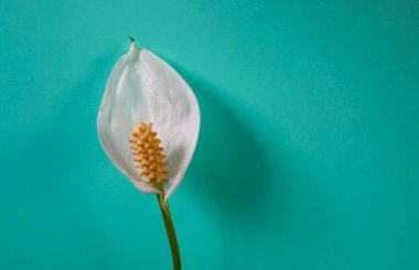 Zarif bir spathiphyllum çiçeği beyaz bir spatulası ve ferahlatıcı bir turkuaz arka planda sarı-yeşil bir spadiks temiz ve modern bir görüntü yaratır. Bu kompozisyon, tasarım ve sanatsal projeler için ideal olan doğanın güzelliğini vurgular..