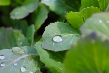 Yeşil yapraklarda çiy damlaları ya da bağırsaklar parlar, taze ve doğal bir görünüm oluşturur. Bu makro çekim doğanın saflığını ve canlılığını vurgular..