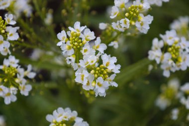Narin beyaz yaban turpu çiçekleri yoğun bir halı oluşturarak bahar atmosferi yaratır. Bulanık arka planda parlak yapraklar ve yeşil tomurcuklar doğal güzelliği ve tazeliği sergiliyor..