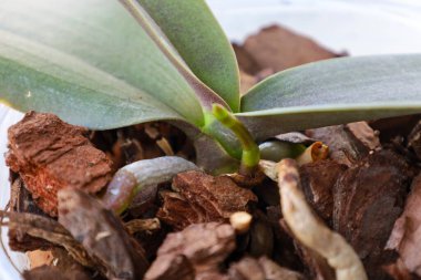 Genç bir orkide kabuk tabakasını itiyor ve bitkinin canlılığını gösteriyor. Sağlıklı kökler ve yeşil yapraklar uygun bakımı gösterir. Bu narin güzellik herhangi bir iç mekan için harika bir dekorasyon olacak.
