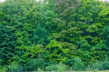 Yeşil ağaçların oluşturduğu sık bir orman kalın bir tepe örtüsü oluşturuyor. Doğal manzara çeşitli bitki örtüsü ve yeşilin tonlarıyla doludur. Orman kitlesi sakin ve resimli görünüyor..