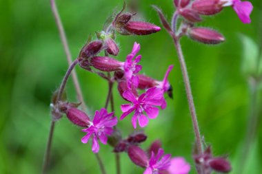 İnce saplı narin pembe çiçekler yeşil arka planda çiçek açarak hafiflik ve tazelik hissi yaratıyor. Makro fotoğraf, doğanın güzelliğini aktaran bitkinin her bir yaprağının ve dokusunun detaylarını vurgular..
