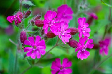 Bulanık yeşil arka planda canlı pembe çiçekler canlı ve doğal bir görüntü oluşturur. Bu kompozisyon, tasarım ve sanatsal projeler için ideal olan doğanın güzelliğini vurgular..
