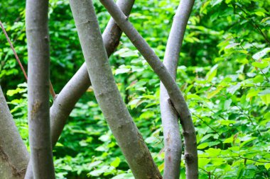 İnce gri ağaç gövdeleri yeşil bulanık arka plana karşı durgun ve doğal bir görüntü oluşturur. Bu kompozisyon, tasarım ve sanatsal projeler için ideal olan doğanın basitliğini ve güzelliğini vurgular..