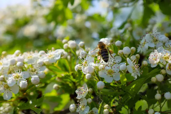 Bir arı beyaz çiçeklerden polen toplar. Önemli işleriyle meşgul olan böcek, doğanın güzelliğini ve ekosistem için tozlaşmanın önemini gösteriyor..