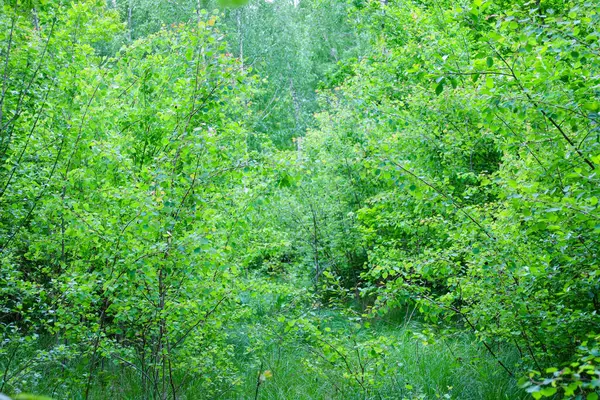Yoğun çalıların ve genç ağaçların kalın yeşil bir halı oluşturduğu vahşi bir orman manzarası. Yeşil tonların çeşitliliği doğanın coşkusunu ve bozulmamış durumunu vurgular..