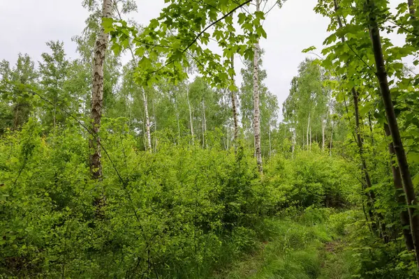 Ağaçları ve sık yeşil çalıları olan pitoresk bir orman manzarası derinlik ve doğal güzellik hissi yaratıyor. Açık ağaç gövdeleri zengin yeşilliklerle zıtlaşır, bir bahar ya da yaz gününün tazeliğini vurgular.