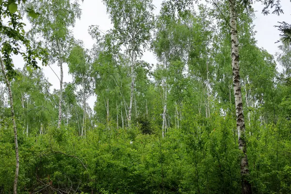 Baharın açtığı yemyeşil bir huş ağacı. Hafif huş gövdeleri genç yaprakların parlak, canlı yeşilliğine karşı dururlar. Hayat ve tazelik dolu doğal bir manzara..