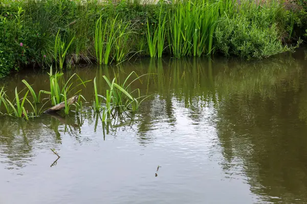 Yeşil bir kıyısı olan sakin bir manzara ve durgun su bir ahenk ve doğal güzellik hissi yaratır. Bu kompozisyon, sakin ve doğal bir arkaplan gerektiren tasarım ve sanatsal projeler için idealdir..