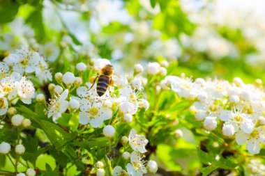 Bu fotoğraf, Hawthorn 'un beyaz çiçeklerinden nektar toplayan bir arıyı gösteriyor. Yeşil yapraklar ve güneş ışığı canlı ve doğal bir bileşim oluşturur..