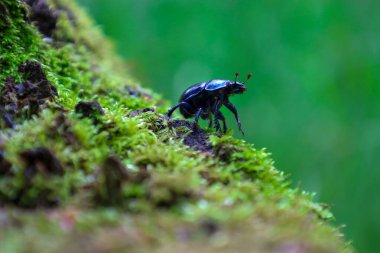 Parlak bir orman böceği, parlak yeşil yosunlarla kaplı bir yamaçta, parlak mavi bir kabuğa sahiptir. Bulanık arka plan böceğe odaklanmayı vurguluyor, derinlik yaratıyor. Doğal hayata dair detaylı bir bakış açısı.