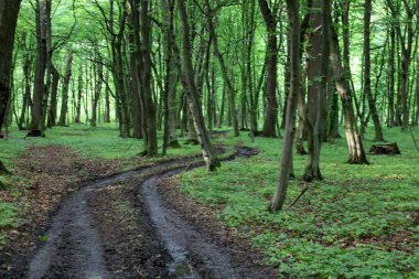 Yeşil bir ormanın içinden dolambaçlı çamurlu bir yol geçiyor. Ağaçlarla çevrili nemli zeminde tekerlek izleri var..
