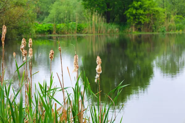 Sazlık ve cırcırkuyruk uzun sapları suya yakın büyürler. Kahverengi kızıl yüzgeçleri durgun su yüzeyinde görülür. Arkaplan, ağaçlar ve çalılardan oluşan yoğun yeşilliklerle dolu, doğal ve sakin bir manzara yaratıyor..
