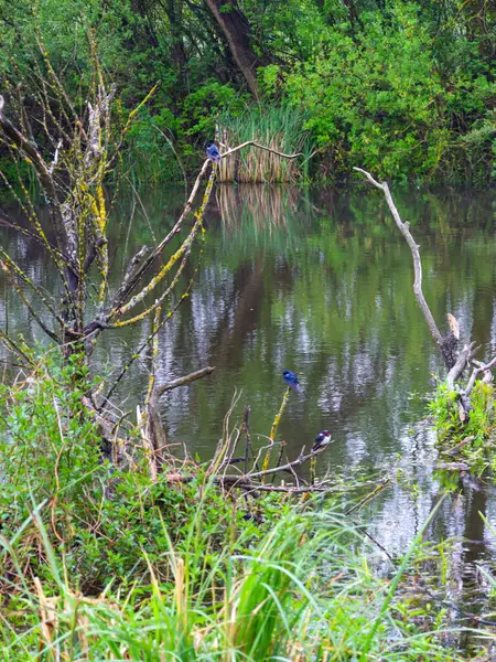 Rahatlık ve sükuneti yansıtan doğal bir ortamda, iki kuş sudan çıkan dalların üzerinde dinleniyor. Su yüzeyi yoğun yeşilliklerle çevrili, vahşi doğanın huzurlu bir köşesini oluşturuyor..