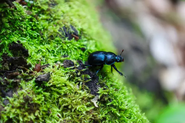 Parlak yeşil bir yosun halısı üzerinde parlayan kabuklu parlak bir böcek emekliyor. Renklerin ve dokuların kontrastı büyüleyici bir doğal sahne yaratır. Makro fotoğrafçılık böceğin en iyi detaylarını aktarır..