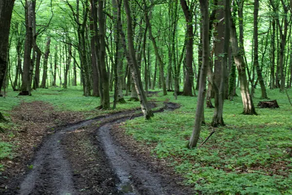 Yeşil bir ormanın içinden dolambaçlı çamurlu bir yol geçiyor. Ağaçlarla çevrili nemli zeminde tekerlek izleri var..
