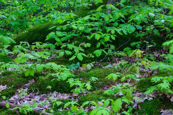 Genç yaprakların arasından süzülen yumuşak ışıkla yıkanmış taze bahar ormanı. Yeşil yosun zemini ve ağaç gövdelerini kaplayarak güzel bir halı oluşturuyor. Huzur ve yenilenme hissi bu sık ormanlık araziye nüfuz eder..