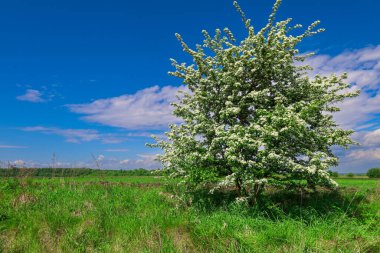 Beyaz çiçekli dikenli ağaç açık mavi gökyüzünün altında yeşil bir çayırın ortasında duruyor. Bu doğal tuval bir huzur ve bir bahar gününün güzelliğini yansıtıyor.. 