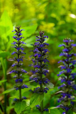Dikey saplar, bulanık yeşil bir arkaplan karşısında duran zengin mavi çiçekleri sergiliyor. Hassas biçimleri ve derin renkleri bir zarafet ve doğal güzellik hissi yaratır..