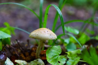 Kremsi kahverengi şapkalı küçük bir mantar ve dökülen yaprakların arasında ince bir gövde yetişir. Makro çekim mantarın dokusunu ve çevreleyen yaprakları vurgular..