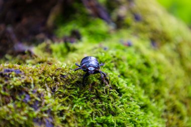 Siyah bir bok böceği bir ağacın kabuğunu kaplayan canlı yeşil yosun üzerinde sürünür. Makro çekim yosun dokusu ve böceğin kabuğunun detaylarını vurgular..