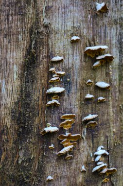 Beyaz başlıklı ve kahverengi kenarlı küçük mantarlar bir ağacın kabuğunda yetişir. Ahşabın dokusu ve mantarların ayrıntıları açıkça görülüyor..