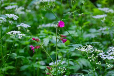 Canlı pembe çiçekler yeşil yapraklar ve küçük beyaz cilt bakımı arasında göze çarpar, yoğun bitki örtüsünde parlak bir aksan yaratır. Makro çekim, kır çiçeklerinin narin güzelliğini vurgular..