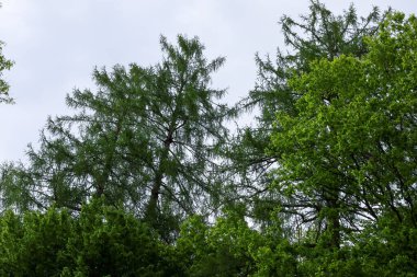 Çeşitli türlerin ağaç tepeleri parlak gökyüzüne doğru uzanır ve yeşil tonlarda çeşitlilik gösterir. Bu kombinasyon ağaç gölgelikleri arasında doğal bir yükseklik ve uyum hissi yaratır..