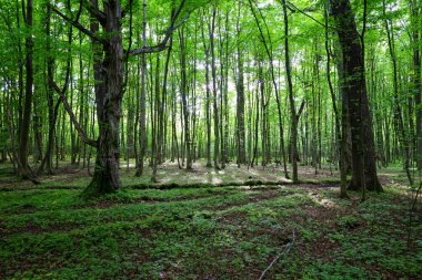 Güneş ışığıyla yıkanmış yeşil bir orman, uzun ağaçların arasında parlıyor. Çimenler ve yosunlar toprağı kaplıyor, resim gibi ve huzurlu bir orman manzarası yaratıyor..