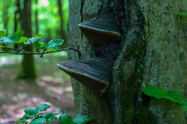 Ormandaki bir ağaç gövdesine sıkıca bağlı olan ayırt edici mantarlar organizmaların doğal etkileşimlerini sergiliyor..