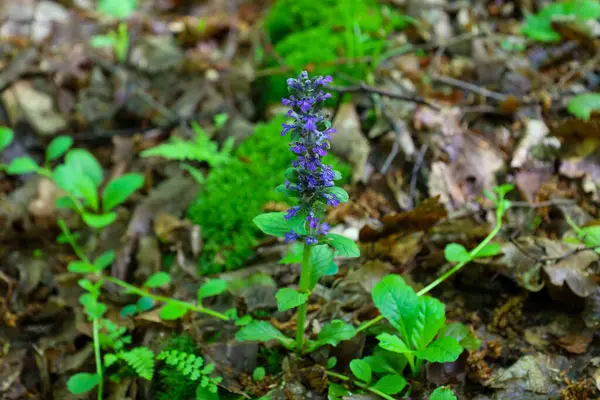 Bugleweed orman zemininde çiçek açar ve doğal çevreye canlı bir mor su sıçratır. Bu yabani çiçek doğanın güzelliğini ve dayanıklılığını sembolize ediyor. Çevredeki yeşilliklerin detaylı dokusunu vurguluyor..