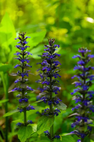 Dikey saplar, bulanık yeşil bir arkaplan karşısında duran zengin mavi çiçekleri sergiliyor. Hassas biçimleri ve derin renkleri bir zarafet ve doğal güzellik hissi yaratır..