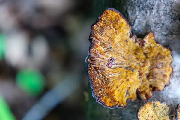 Konforlu açı, ahşap üzerinde büyüyen bir mantarın eşsiz dokusunu gösteriyor. Altın-kahverengi renkleri ve farklı solungaçları büyüleyici bir desen yaratarak orman hayatının doğal güzelliğini ön plana çıkarıyor..