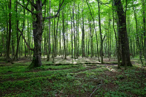 Güneş ışığıyla yıkanmış yeşil bir orman, uzun ağaçların arasında parlıyor. Çimenler ve yosunlar toprağı kaplıyor, resim gibi ve huzurlu bir orman manzarası yaratıyor..