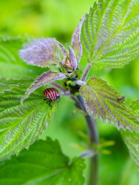 Kırmızı ve siyah çizgili parlak renkli bir böcek yeşil ısırgan otu yapraklarının üzerinde yatar. Bu makro fotoğraf bitki dünyasındaki renklerin ve doğal etkileşimin karşıtlığını gösteriyor.