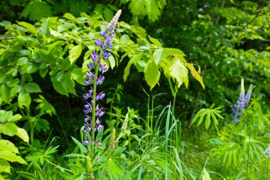 Zarif mor lupinler yemyeşil bitki örtüsünün arasından yükselir ve güzel bir orman manzarası yaratır. Bu fotoğraf kır çiçeklerinin doğal güzelliğini ve yaz çiçeklerinin uyumunu gösteriyor..