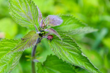 Kırmızı ve siyah çizgili çizgili bir böcek yeşil ısırgan otu yapraklarının üzerinde oturur. Bu makro fotoğraf bitki dünyasındaki renklerin ve doğal etkileşimin karşıtlığını gösteriyor.