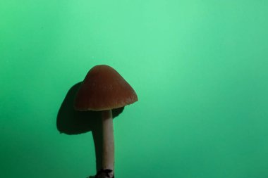 Konik kapaklı kahverengi bir mantar parlak yeşil bir arka planda göze çarpar. Pürüzsüz yüzeyi ve berrak gölgesi minimalist ve zarif bir kompozisyon oluşturur..