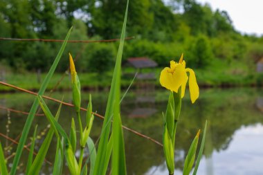 Canlı sarı bir iris çiçeği durgun su ve yeşillik zeminine karşı duruyor. Zarif taç yaprakları ışığa uzanır ve çevresindeki doğayla bir kontrast oluşturur..
