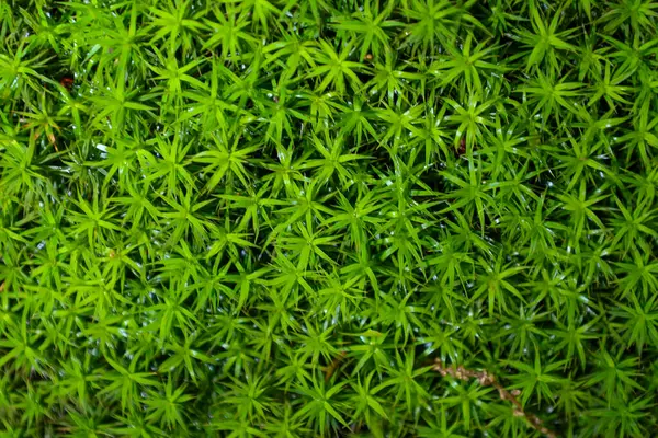 Çekim, doğanın büyüleyici bir makro dünyasını yaratan belirgin dokuya sahip yoğun bir yeşil yosun halı olduğunu gösteriyor. Yumuşak ışık, her küçük dalın hacmini ve detaylarını vurgular..