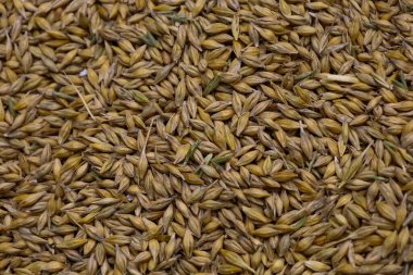 Dağılmış küçük taneler tek bir doku oluşturur. Altın ve soluk yeşilin doğal tonları organik kökenlerini vurgular. Tarımla, doğal ürünlerle ve besinle ilişkili görüntüler için mükemmel.