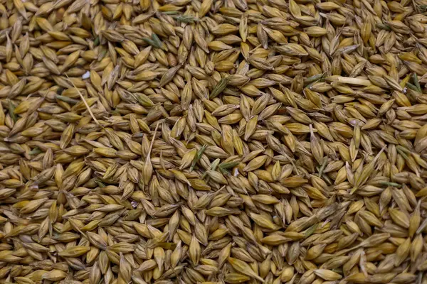 Dağılmış küçük taneler tek bir doku oluşturur. Altın ve soluk yeşilin doğal tonları organik kökenlerini vurgular. Tarımla, doğal ürünlerle ve besinle ilişkili görüntüler için mükemmel.