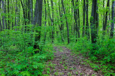Orman yolu, akçaağaçların ve havzaların genç yeşillikler arasında hüküm sürdüğü yaprak döken bir ormandan geçiyor. Güneş ışığı ağaçların tepelerinden süzülüp orman zemininde bir ışık ve gölge oyunu yaratıyor..