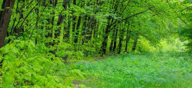 Parlak bir yaz ormanı, güneş ışığıyla yıkanmış, yemyeşil ağaçlar ve çimenler sergileniyor. Işık yaprakların arasından süzülüyor, gölgeler yaratıyor ve doğal güzellikleri vurguluyor..